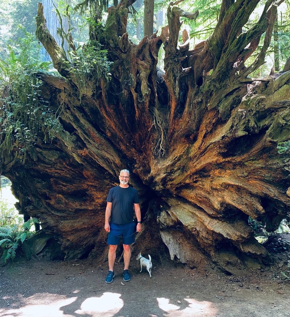 Coastal Redwoods